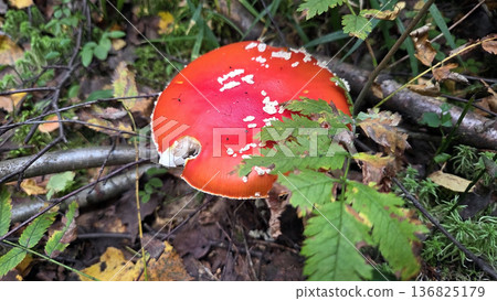 Vibrant amanita muscaria mushroom in forest setting. Poisonous or toxic mushroom Vibrant amanita muscaria mushroom in forest setting. Poisonous or toxic mushroom 136825179