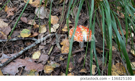 Bright amanita muscaria mushroom in autumn forest floor landscape. Poisonous or toxic mushroom 136825180