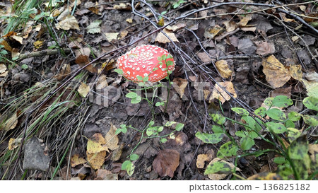 Amanita muscaria mushroom in forest habitat with fallen leaves. Poisonous or toxic mushroom 136825182