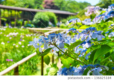 本堂寺的美麗繡球花(千葉縣松戶市) 本堂寺的美麗繡球花(千葉縣松戶市) 136825184