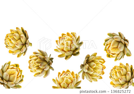 Multiple yellow artichokes arranged in a seamless pattern, isolated on white background, concept of healthy food and design 136825272