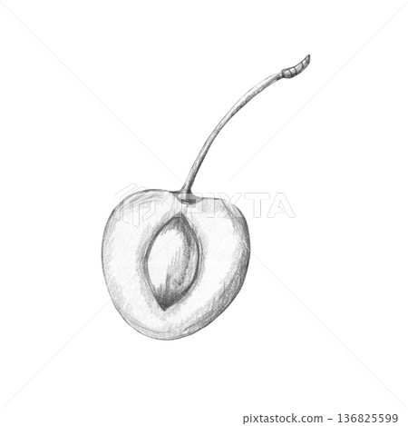 Realistic black and white pencil sketch of cherry in cross-section. Elegant monochrome graphic illustration for design, printing, and decoration. Isolated on white background, hand-drawn 136825599