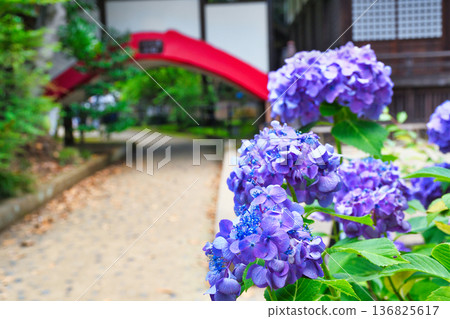 Beautiful hydrangeas at Hondo-ji Temple (Matsudo City, Chiba Prefecture) Beautiful hydrangeas at Hondo-ji Temple (Matsudo City, Chiba Prefecture) 136825617