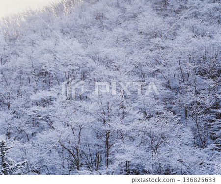 白雪覆蓋的樹木 136825633