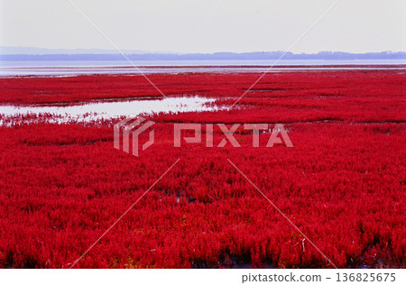 能登羅湖美麗的珊瑚草 能登羅湖美麗的珊瑚草 136825675