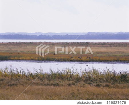 Autumn marsh landscape with waterfowl hanging out Autumn marsh landscape with waterfowl hanging out 136825676