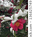 Camellia camellia snow accumulated 136825749