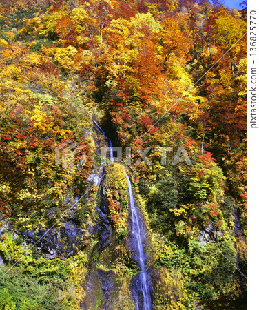 A small waterfall in Myoko Kogen dyed in autumn leaves A small waterfall in Myoko Kogen dyed in autumn leaves 136825770
