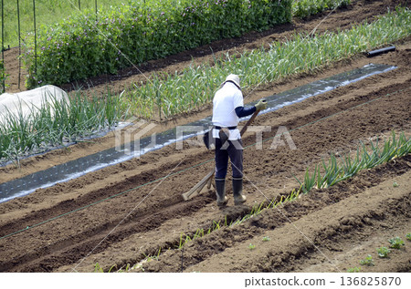 Farm work Farm work 136825870