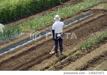 Farm work 136825871