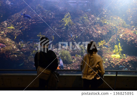 水族館風景 136825891
