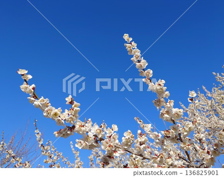 White plum shining in the blue sky White plum shining in the blue sky 136825901