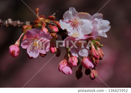 Blooms in vibrant pink 136825952