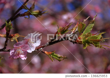 盛開著鮮豔的粉紅色花朵 136825953