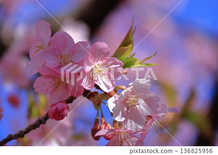 Blooms in vibrant pink 136825956