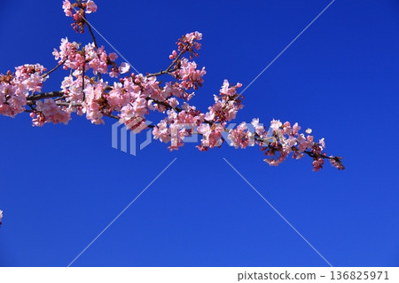 Blooms in vibrant pink 136825971