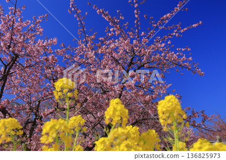 盛開著鮮豔的粉紅色花朵 136825973