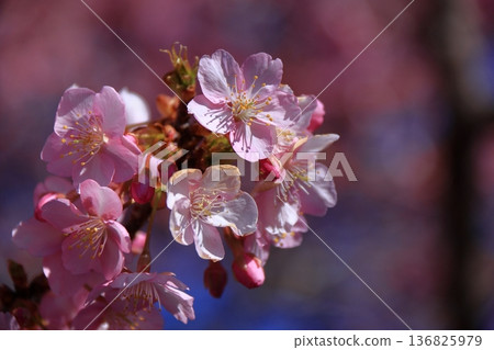Blooms in vibrant pink 136825979