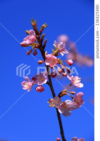 盛開著鮮豔的粉紅色花朵 136825980