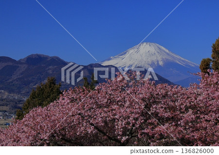 盛開著鮮豔的粉紅色花朵 盛開著鮮豔的粉紅色花朵 136826000