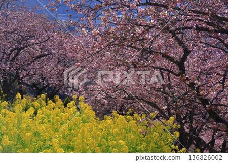盛開著鮮豔的粉紅色花朵 136826002