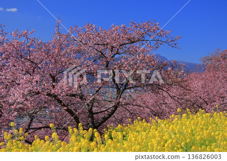 盛開著鮮豔的粉紅色花朵 盛開著鮮豔的粉紅色花朵 136826003