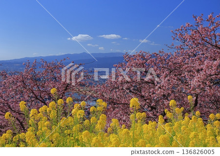 盛開著鮮豔的粉紅色花朵 盛開著鮮豔的粉紅色花朵 136826005
