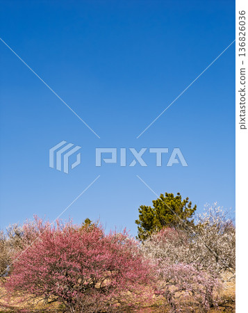 Early spring blue sky and plum grove scenery with copy space Early spring blue sky and plum grove scenery with copy space 136826036