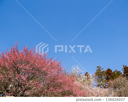 Early spring blue sky and plum grove scenery with copy space 136826037