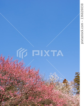 Early spring blue sky and plum grove scenery with copy space 136826038