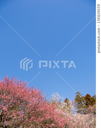 Early spring blue sky and plum grove scenery with copy space Early spring blue sky and plum grove scenery with copy space 136826039