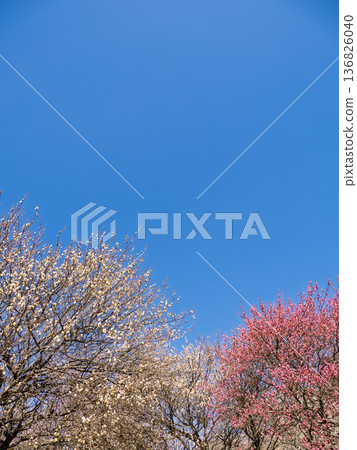Early spring blue sky and plum grove scenery with copy space 136826040
