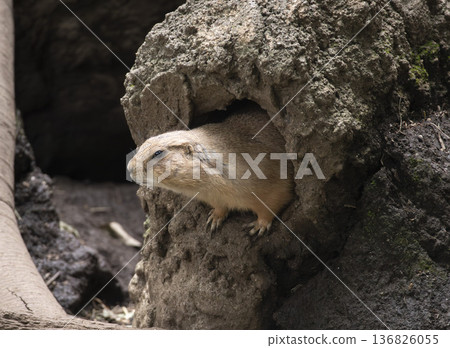 Ogro草原土撥鼠 136826055