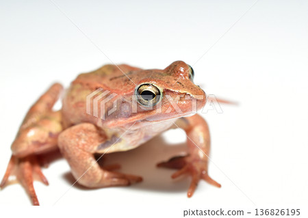 frog, amphibian, gecko 136826195