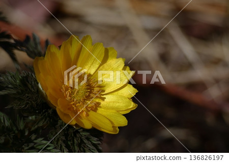 Flowers that bring happiness Flowers that bring happiness 136826197