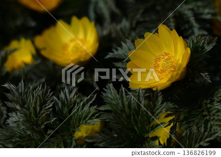 帶來幸福的花朵 帶來幸福的花朵 136826199