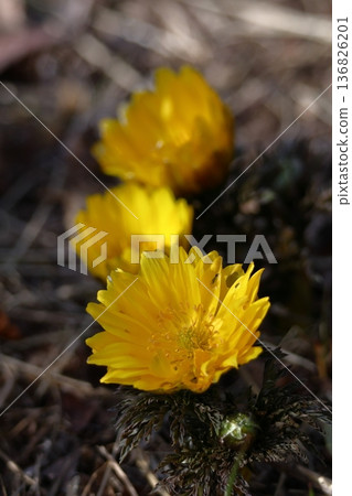 帶來幸福的花朵 帶來幸福的花朵 136826201