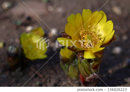 Flowers that bring happiness 136826223