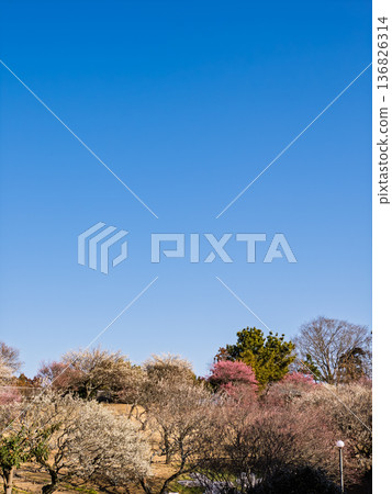 Early spring blue skies and plum blossoms in the plum orchard [Akebonoyama Agricultural Park, Kashiwa City, Chiba Prefecture] 136826314