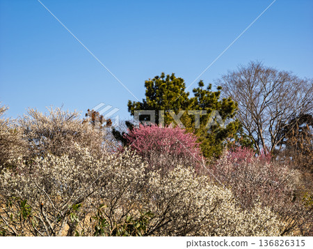 早春時節，碧空如洗，梅園裡盛開著梅花。 [千葉縣柏市曙山農業公園] 136826315