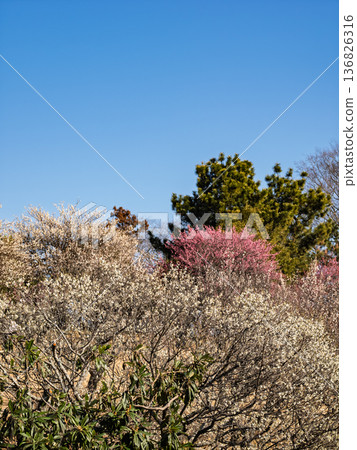 Early spring blue skies and plum blossoms in the plum orchard [Akebonoyama Agricultural Park, Kashiwa City, Chiba Prefecture] 136826316