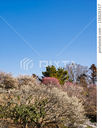 Early spring blue skies and plum blossoms in the plum orchard [Akebonoyama Agricultural Park, Kashiwa City, Chiba Prefecture] 136826317