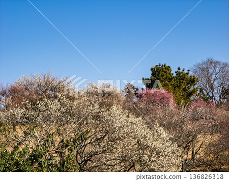Early spring blue skies and plum blossoms in the plum orchard [Akebonoyama Agricultural Park, Kashiwa City, Chiba Prefecture] 136826318