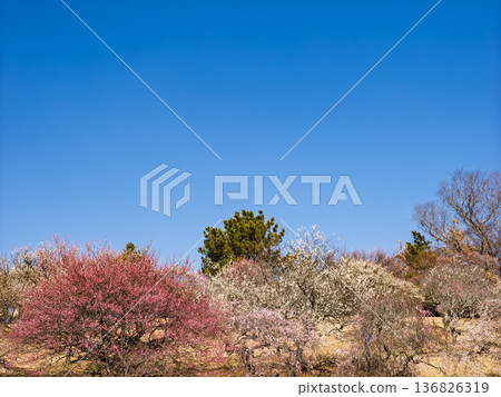 Early spring blue skies and plum blossoms in the plum orchard [Akebonoyama Agricultural Park, Kashiwa City, Chiba Prefecture] 136826319