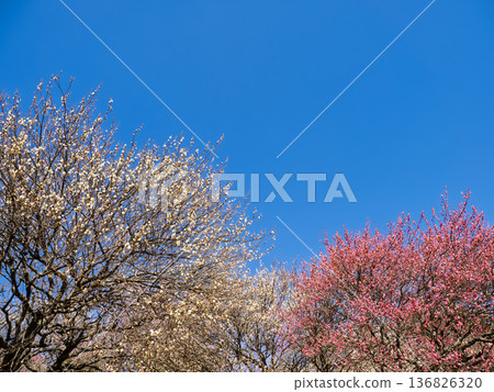 Early spring blue skies and plum blossoms in the plum orchard [Akebonoyama Agricultural Park, Kashiwa City, Chiba Prefecture] 136826320