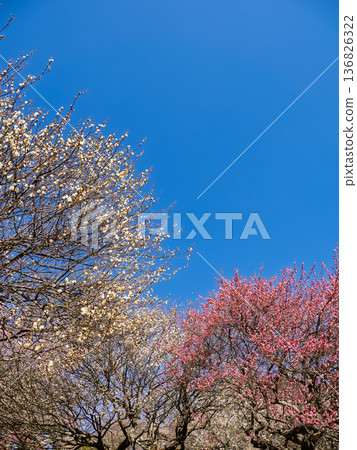 Early spring blue skies and plum blossoms in the plum orchard [Akebonoyama Agricultural Park, Kashiwa City, Chiba Prefecture] 136826322