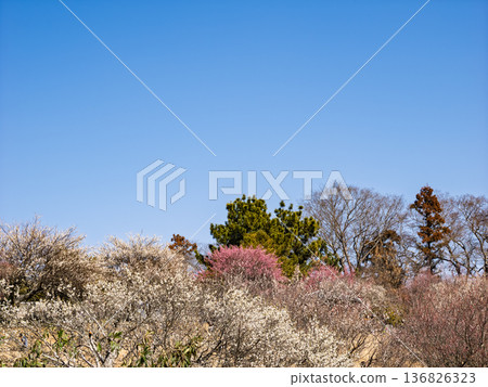 Early spring blue skies and plum blossoms in the plum orchard [Akebonoyama Agricultural Park, Kashiwa City, Chiba Prefecture] 136826323