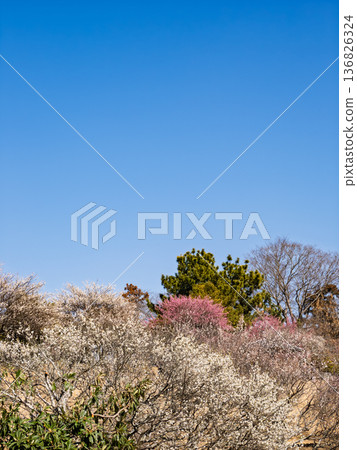 Early spring blue skies and plum blossoms in the plum orchard [Akebonoyama Agricultural Park, Kashiwa City, Chiba Prefecture] 136826324