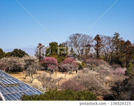 Early spring blue skies and plum blossoms in the plum orchard [Akebonoyama Agricultural Park, Kashiwa City, Chiba Prefecture] 136826325