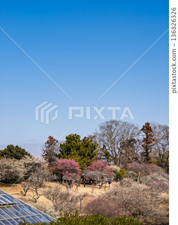 Early spring blue skies and plum blossoms in the plum orchard [Akebonoyama Agricultural Park, Kashiwa City, Chiba Prefecture] 136826326